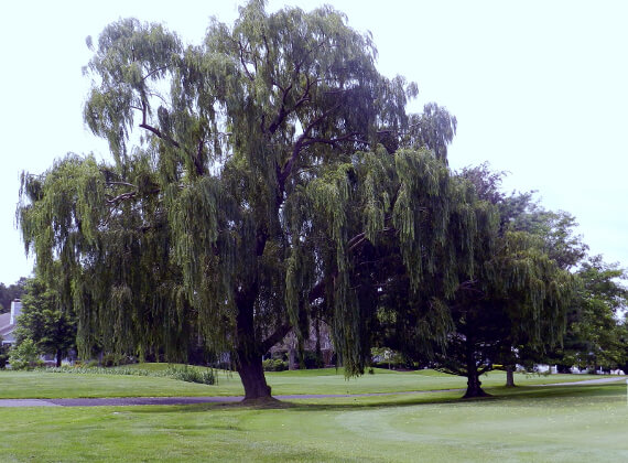 Long Neck Golf Outing